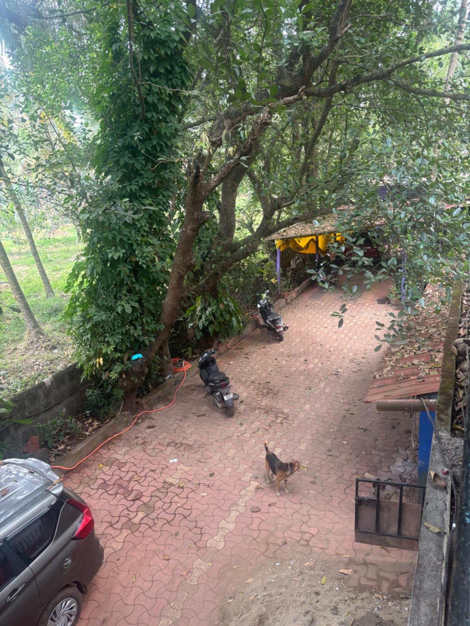 Tamasha Goa Vagator Vandrarhem Rum bild